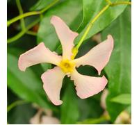 Jasmin étoilé Rose d'Inde
