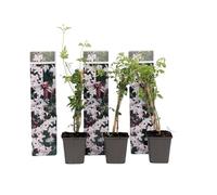Jasmin étoilé - Set de 3 - Jasminum 'Officinale' - Hauteur 25-40cm - d9cm