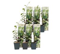 Jasmin étoilé - Set de 6 - Trachelospermum jasminoides - Hauteur 25-40cm - d9cm