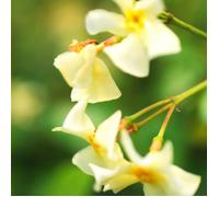 Jasmin étoilé Star of Toscane® 'Selbra'