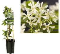 Jasmin étoilé Trachelospermum jasminoides 50-70 cm - Plante grimpante à feuilles persistantes, résistante au froid, au parfum puissant - Jasmin odorant, idéal pour jardin & terrasse