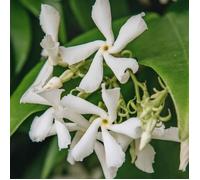 Jasmin étoilé Trachelospermum Jasminoides Plante d'extérieur grimpante à feuilles persistantes Pot de 9 cm