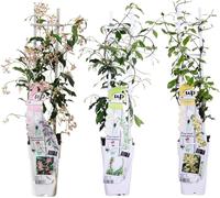 Jasmin étoilé Trachelospermum - Mélange de plantes grimpantes odorantes - Set de 3 - env. 65cm de haut dans Ø15cm - Persistant & résistant au froid - Pour jardin, terrasse & balcon