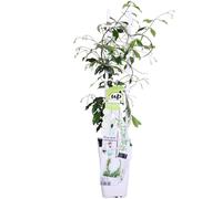 Jasmin étoilé Trachelospermum 'Star of Venice' - Blanc - Plante grimpante à feuilles persistantes - hauteur env. 65cm - Jasmin méditerranéen odorant pour terrasse & balcon