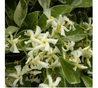 Jasmin étoilé Variegata