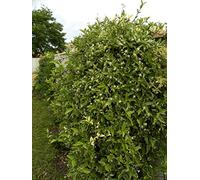 Jasmin Étoilé Variegata C 3 Litres