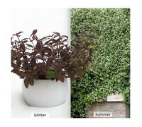 Jasmin étoilé Winter Ruby® 'Trared'