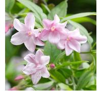 Jasmin stéphanois - Jasminum stephanense - Arbuste grimpant à feuilles caduques en pot pour jardin