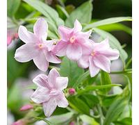 Jasmin stéphanois - Jasminum stephanense - Arbuste grimpant à feuilles caduques en pot pour jardin