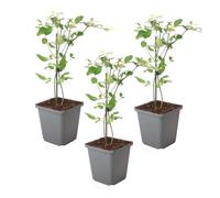 Jasmin 'Summer Scent' rose | 3 pièces - 25-40cm - Ø9cm