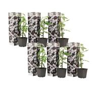 Jasminoides Officinale - Set de 6 - Blanc - Jasmin - Pot 9cm - Hauteur 25-40cm