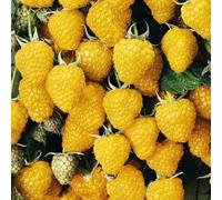 Jaune Framboise Golden Queen 2L - Plante de Jardin, Arbres fruitiers - la Décoration Parfaite pour Votre Propriété - Pour les Débutants et les Jardiniers Professionnels