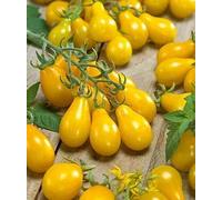JAUNE TOMATE PEAR 50 + graines producteur biologique Prolific très doux Heirloom NON-OGM