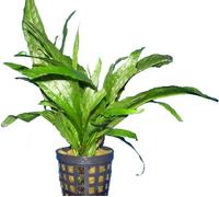 Java Fern/Microsorum Pteropus - 3X Bunch - Live Aquarium Plant