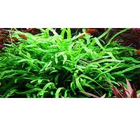 Java Fern Trident - Microsorium Pteropus 'Trident' - Live Plante pour aquarium