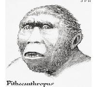 Java Man aka Homo erectus erectus anciennement also Anthropopithecus erectus and Pithecanthropus erectus. Extrait du livre Outline of History de H.G. Wells publié en 1920. Poster imprimé par Ken Welsh