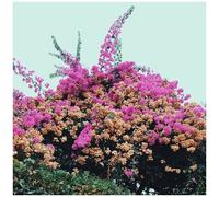 Jay Som – Turn Into – CD