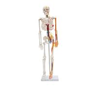 JAYEUW Squelette humain modèle pour anatomie 85 cm squelette humain avec support modèle de corps anatomique mobile avec cœur et système vasculaire pour étude médicale, clinique, physiothérapie