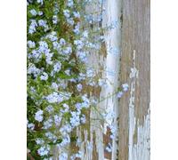 "Jean" - 200 Page Notebook: Floral Forget-Me-Nots