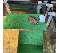 Jeanoko Plate-Forme de Baignade pour Tortues, Rampe Réglable en Acrylique Antidérapante avec Simulation d'herbe pour Tortues Aquatiques, 1 unité