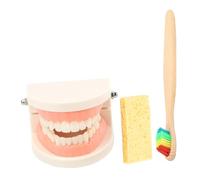 JECOMPRIS 1 Ensemble Modèle De Démonstration Éducatif Pour Ensemble De Dents Standard Avec Brosse à Dents Accessoire Pédagogique Pour Prévention Des Caries