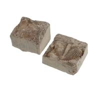 JECOMPRIS 2 Pièces Authentique de Trilobite en Roche pour Étude Géologique et Éducation, Accessoire Scientifique Solide Finitions Musée, pour Étudiants et Collectionneurs