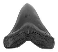 JECOMPRIS Réplique de Dents de Requin Mégalodon en Résine 25 CM Modèle Géant Décor Original Maison Ornements Paléontologie Kit Éducatif Présent Collection Légère et Portable