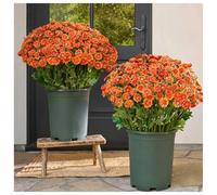 Jeeeun Artificial Mums for Outdoors Fall, 10 Bundles UV Resistant Waterproof Windproof Faux Daisy Plants, Realistic Autumn Fake Flowers for Porch Garden Home Decor (Orange)