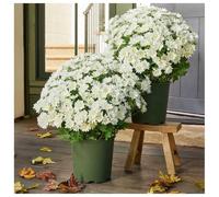 Jeeeun Artificial Mums for Outdoors Fall, 10 Bundles UV Resistant Waterproof Windproof Faux Daisy Plants, Realistic Autumn Fake Flowers for Porch Garden Home Decor (White)