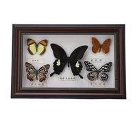 Jeffergarden Papillons Authentiques Spécimens Encadrés Noir Artisanat Décoration Intérieure Cadeau Anniversaire 2#