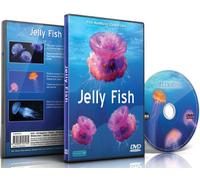 Jelly Fish DVD with Relaxing Scenes of Sea Jellies for Relaxation and Waiting Rooms