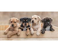 Jerry Fabrics Drap De Plage en Coton - 70 X 140 Cm - Imprimé Chiots