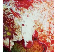 Jerusalem in My Heart If He Dies If If If If If If (Vinyl) 12" Album