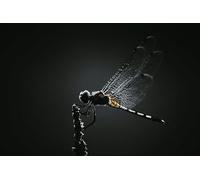 Jeu de Puzzle en Bois Libellule de 1000 pièces : Un Jouet de Divertissement Familial Stimulant pour Le Cerveau (14 Ans+)