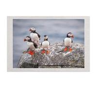 Jeu De Puzzles Classique, Puzzle 1000 Pièces pour Adultes Et Enfants，Macareux moineaux dans Leur Environnement Naturel，Bricolage Décor À La Maison Jouet Créatif（75x50cm）-AG31