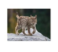 Jeune Lynx attentif，Puzzle 1000 Pièces en Papier Divertissement Puzzles Jouets Très Difficile Adulte Et Adolescent Casual Jigsaw Puzzle Puzzle（50x70cm）-G96
