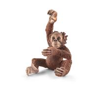 Jeune orang-outan (Bundle)