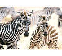 Jeunes Zèbres - Puzzle 1000 Pièces