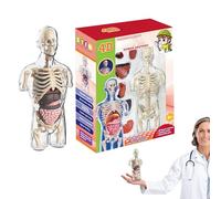 Jeux D'anatomie pour Les | Modèle D'anatomie De Jouets De Tige Transparent - Anatomy Half Human Body Humain pour Anatomie Anatomes Modèle Anatomes