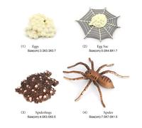 Jeux D'Apprentissage Et D'Enseignement Pour Étudiants, Araignée, Cycle De Vie, Insectes