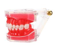 JEWEDECO Modèle de Nettoyage Interdentaire pour Enseignement Oral Dents Amovibles en Résine et Plastique, Conception Démontable pour Développement des Compétences