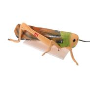 JEWEDECO Modèle D'enseignement Biologie en Pvc Parties Détachables, Modèle Insecte Réaliste pour Démonstrations Pratiques en Laboratoire de Biologie