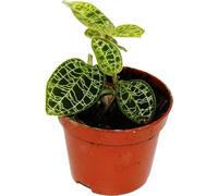 Jewel Orchid - Macodes petola Emerald - Mini orchidée terrestre à feuilles fantaisies - pot 6cm