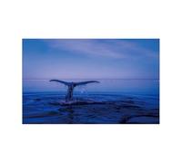 JHSDHYD Fond Aquarium Autocollant de Fond d'aquarium, Affiche de Dauphin, décoration d'aquarium, Papier Peint Autocollant, arrière-Plan(41x 122cm)