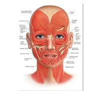 JIANGSHANDAIYOUCAIREN Muscles du visage veines anatomie du corps affiches scientifiques éducatives détaillées peinture à l'huile décoration de clinique d'hôpital sans cadre-C_40x50cm