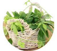 Jiaogulan / Gynostemma pentaphyllum / Herbe de l'immortalité / 50 graines