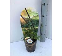 Jiaogulan, thé de l'immortalité 1 l -10-30 cm