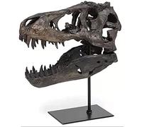 Jiawinng Dinosaur Skeleton Statue Resin Fossile Modèle Affichage Archéologie Artisanat Propose D'enseignement pour Dinosaur Skull Archéologie Lovers Gifts Halloween Christmas Family Office Decor,S