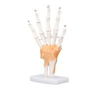 Jiawu Modèle de Squelette de Main, Modèle d'articulation de Main Flexible en PVC Haute Résistance Grandeur Nature, Squelette de d'anatomie Humaine avec Base Stable pour l'apprentissage en Classe