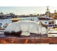 Jigsaw 1000 Piece Cat Sleeping on a Chair by The Sea Puzzles Impossible Jigsaw for Adults and Kids,Perfect for Kids Educational Game Entertainment Gift.38x52cm Gi166